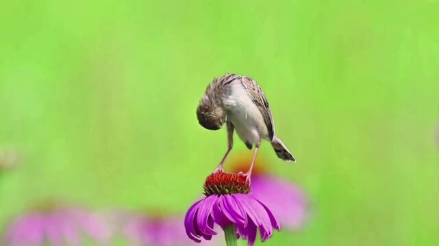 Close up of a small wild bird preening its feathers while perched on a vibrant purple coneflower against a smooth green bokeh background.