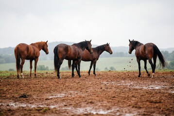 Obraz premium Small herd of brown horses standing together in a muddy pasture on an overcast day