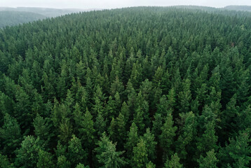 Fototapeta premium Aerial view of a dense uniform forest of deep emerald green pine trees stretching to the horizon