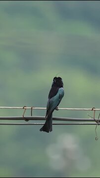 Close up of a hair-crested drongo bird with glossy black and blue feathers calling with open beak while perched on a utility wire against a blurred green background.