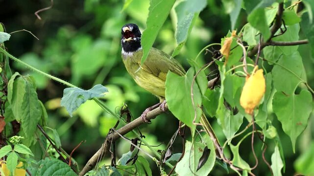 Close up of a wild black-headed bulbul bird with olive green plumage calling with an open beak while perched on a branch hidden in lush green foliage.