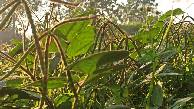 Healthy mung bean (Vigna radiata) plants entering the pod formation stage, showing early fruit development in a tropical agricultural field.