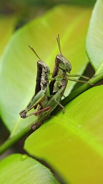 Two green grasshoppers mating on a vibrant leaf in nature. Macro shot.