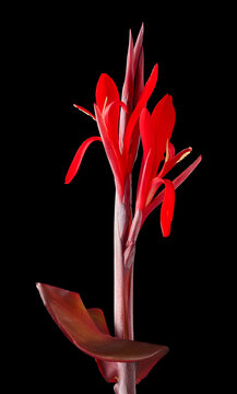 red canna lily flower isolated black background, vibrant petals on tall reddish stem with leaf in close-up side view