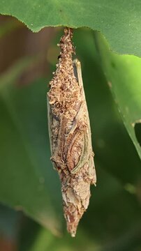 Macro of bagworm Moth Larva Chrysalis Hanging from Damaged Green Leaf