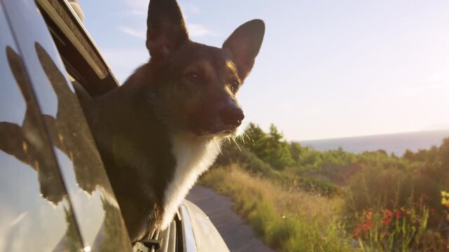LENS FLARE, CLOSE UP, DOF: Shepherd dog leans out of a car window on a sunlit coastal road in Hvar, glowing in warm golden light. Summer travel moment while exploring scenic Adriatic coast with pet.