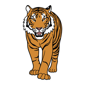 Sumatran Tiger Walking Forward