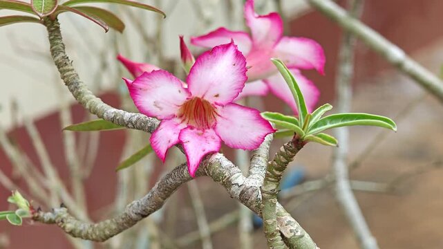 Pink Desert Rose Flower Blooming on a Bare Branch. Also known as Adenium obesum flower plant.