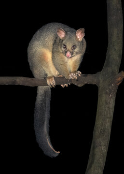 A wild common brushtail possum (Trichosurus vulpecula) on a branch at night, Victoria, Australia