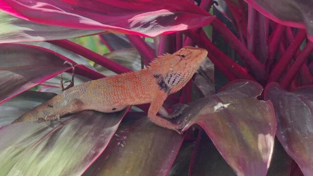 Vivid Oriental orange chameleon Perched among Red Ti Plant Leaves