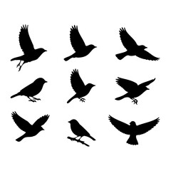 Obraz premium Collection of black bird silhouettes in various poses with silhouette collection wildlife perching isolated creature ornithology
