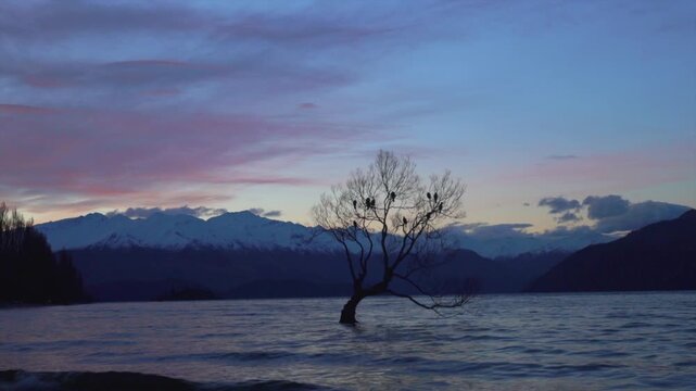Birds resting on that wanaka tree in tranquil lake water at dawn with vibrant sky and majestic mountains.