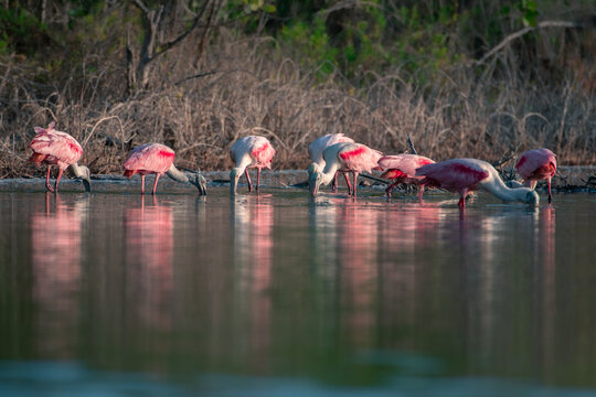 Eight roseate spoonbills foraging in a row along the brackish water shoreline of Eco Pond