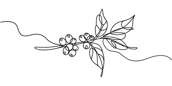 Coffee Plant Branch with Berries and Leaves Line Art Vector