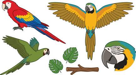 Colorful macaw parrot collection featuring scarlet and blue-and-yellow macaws, tropical birds, jungle leaves and branch vector illustration © Prodip