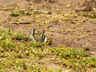 Two Western Tiger Swallowtail butterflies puddling on moist soil at the lake shore © Franz Sidney Art