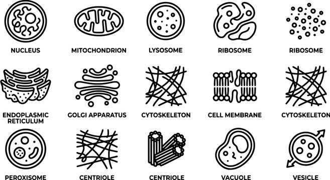 Cell organelle icon set in a flat line art style including nucleus, mitochondrion, ribosome, endoplasmic reticulum, golgi apparatus, cytoskeleton and membrane.
