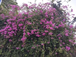 Naklejka premium Lush Green Bush Covered with Abundant Pinkish Purple Flowers
