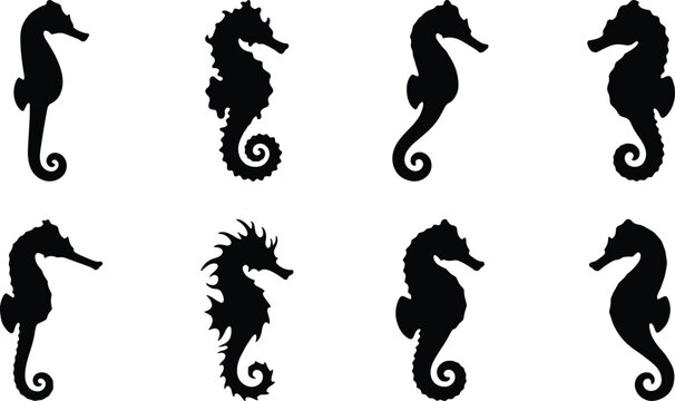 Black silhouettes of seahorses on white background marine animals