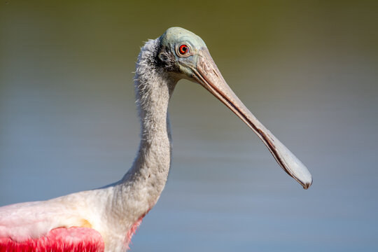 Close up portrait of a roseate spoonbill with a distinct spatulate bill in the Everglades Florida