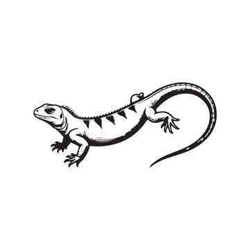 lizard on white background