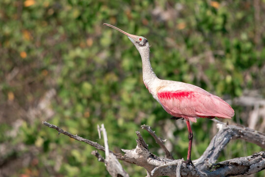 Roseate spoonbill standing alert with its spatulate bill tilted upward against a green foliage backdrop