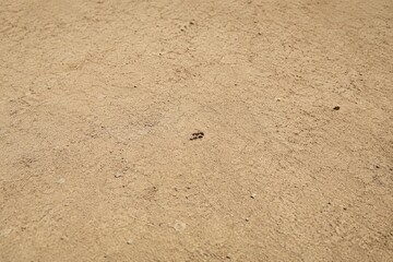 Fototapeta premium Single worker ant on barren ground, circling in wide empty space under harsh sunlight.