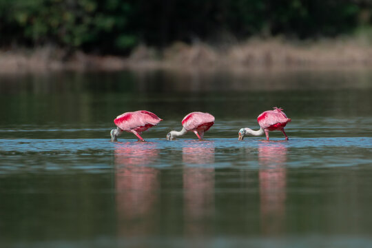 Three roseate spoonbills foraging in a line across a pond in the Florida Everglades