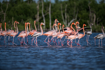 Large flock of American flamingos wading in dark blue water in the Everglades Florida © Sergio Llaguno