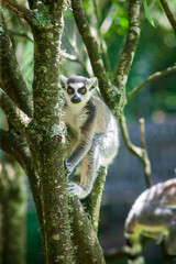 Fototapeta premium Ring Tailed Lemur sitting in a tree