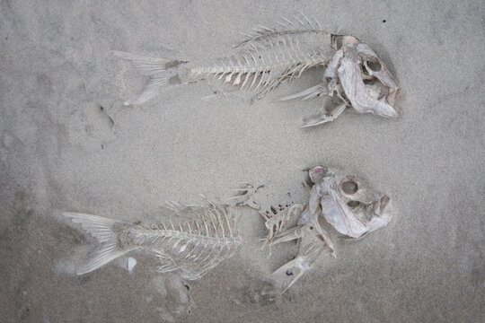 Dead Fish Carcasses sitting in sand