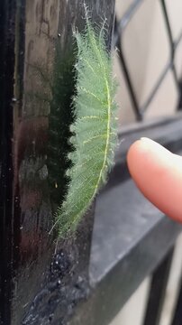 Side view close up of Common Baron caterpillar (Euthalia Aconthea), green hairy caterpillar with bright yellow dorsal stripe, crawling on a black metal fence touched by a human finger.
