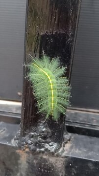 Close up of Common Baron caterpillar (Euthalia Aconthea), green hairy caterpillar with bright yellow dorsal stripe, clinging to black metal fence, showcasing intricate body textures.