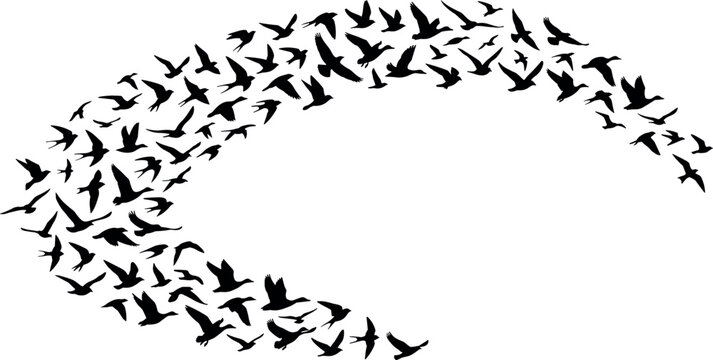 Black Silhouette Flock of Flying Birds in Swirling Circular Formation for Nature, Freedom, and Migration Designs