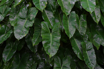Philodendron emerald green (also known as Philodendron burle-marxii) © Sanpatch Chindathong