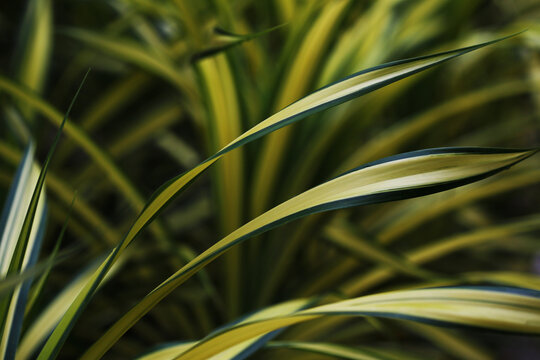 Variegated pandanus (Pandanus sanderi) is a popular ornamental plant for garden design.