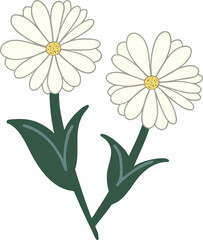 Fototapeta premium White Daisy Botanical Clipart Illustration Isolated on White