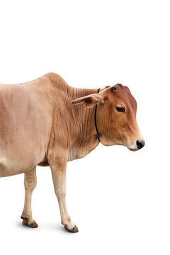 Isolated standing light brown Indian Zebu cow on transparent background