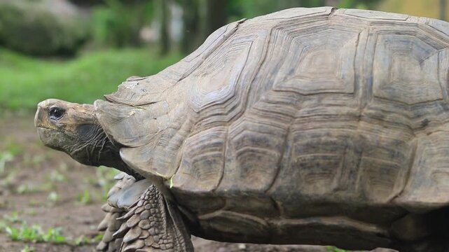 A giant Aldabra tortoise slowly walks across the ground, showcasing its massive shell and gentle movements in a natural outdoor environment