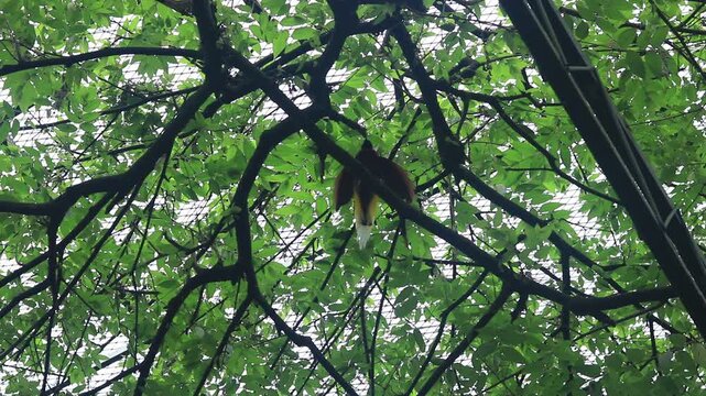 A vibrant bird-of-paradise perches on a high tree branch in a lush tropical rainforest, singing and calling naturally while surrounded by the peaceful forest environment