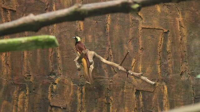 A colorful bird-of-paradise gracefully dances on a wooden branch, displaying its vibrant plumage and unique mating behavior in the wild