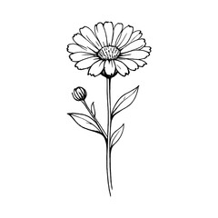 Fototapeta premium PNG Delicate black ink flower illustration.
