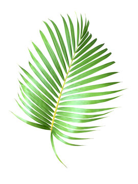 Tropical palm leaf isolated on transparent background