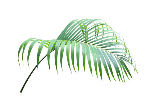 Fresh tropical palm frond PNG on transparent background