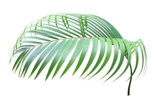 Fresh tropical palm frond PNG on transparent background