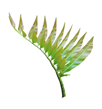 Branch of green leafs isolated on transparent background