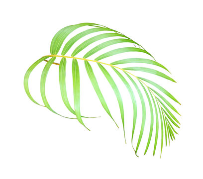 Realistic tropical palm frond on transparent background