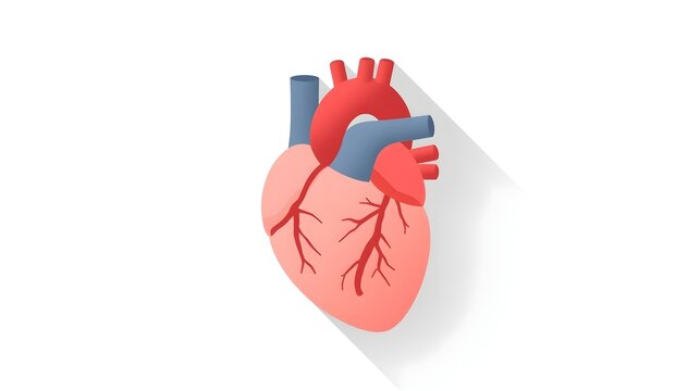 Realistic human heart vector drawing