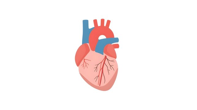 Realistic human heart vector drawing