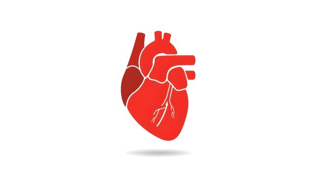 Realistic human heart vector drawing